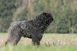 BOUVIER DES FLANDRES 084